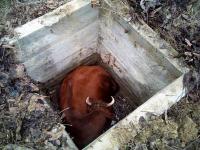 Спецоперация на Николаевщине: спасатели достали упавшую в колодец корову (фото)