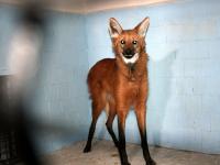 В Николаевский зоопарк из Германии приехал редкий волк по кличке Клаус (фото)