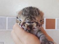 В ЮАР родился «двуличный» котенок (фото, видео)