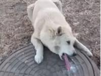 В России спасли собаку, примерзшую языком к канализационному люку (видео)