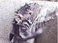Видео крысы, "принимающей душ, как человек", набрало десятки миллионов просмотров (видео)