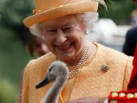 От птичьего гриппа умерли семь лебедей британской королевы Елизаветы