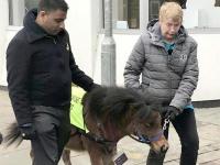 Слепой британец, который панически боится собак, получил в поводыри лошадь (фото)