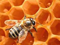 Украинских пчел задействовали в международном проекте по спасению канадского пчеловодства