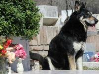 В Аргентине верный пес умер на могиле хозяина, прожив на кладбище 11 лет после его смерти (фото, видео)