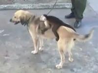В Колумбии лишившаяся своих щенков собака усыновила детеныша обезьяны (видео)