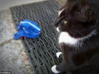 В Новой Зеландии разоблачили кота, ворующего у соседей трусы (фото)