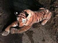 В Шотландии спецназ вступил в противостояние с тигром, который оказался… игрушкой (фото)