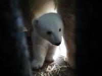В Николаевском зоопарке впервые показали детеныша единственной в Украине пары белых медведей (фото, видео)